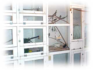 Hospital Birdroom