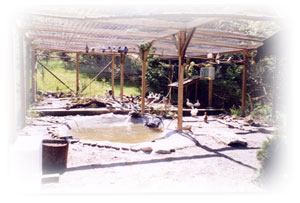 Outdoor Aviaries