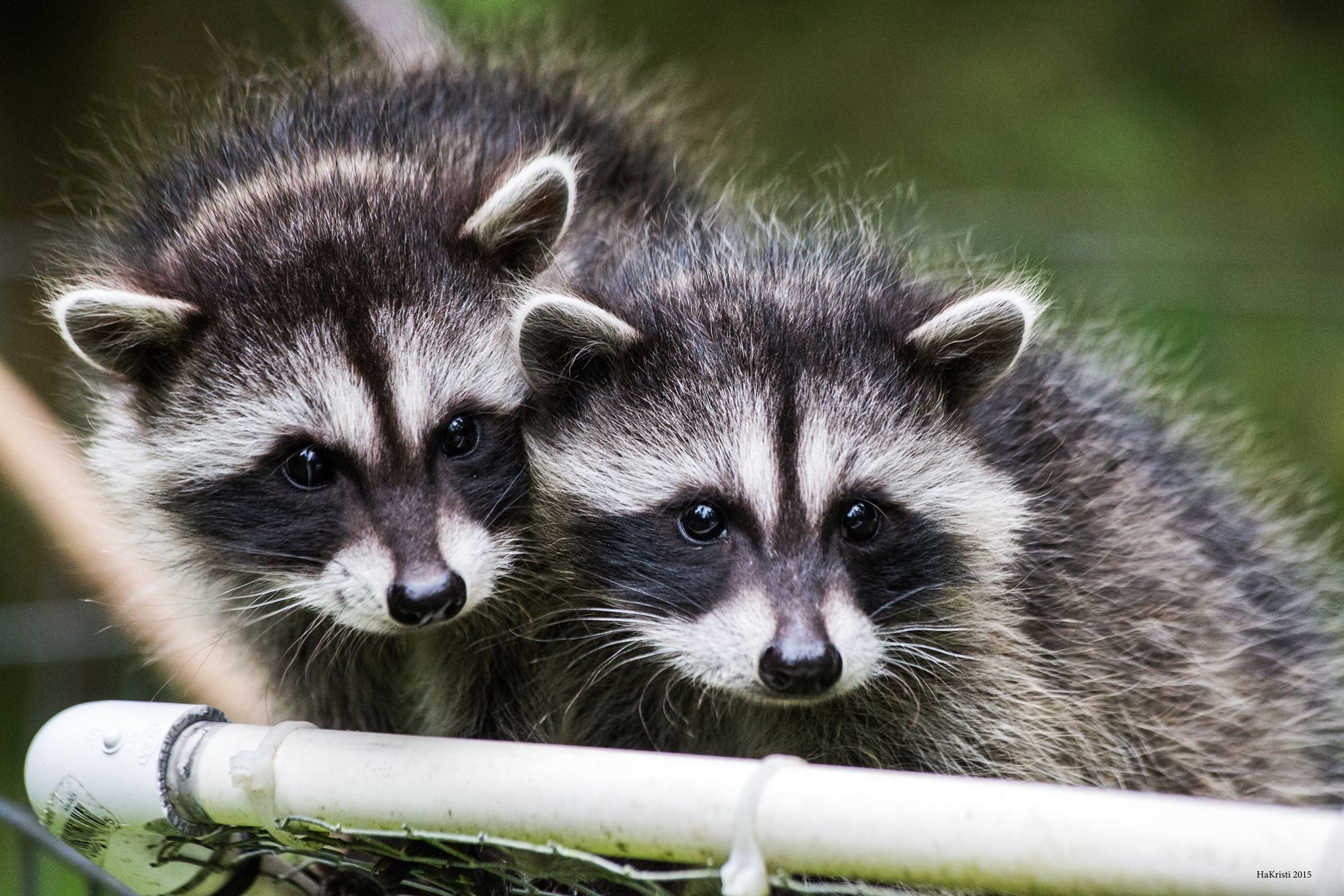 Wolf hollow wildlife rehabilitation center